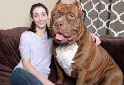 比特猛犬爆料视频大全最新,揭秘猛犬世界里的真实一面